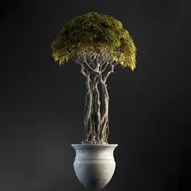 Plants Bonsai